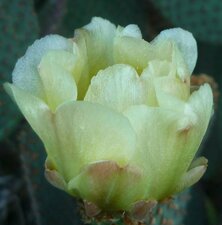 Opuntia sp. Flower